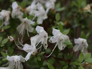 シロバナウンゼンツツジ